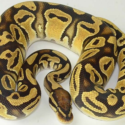 Fire Orange Dream Het Gold Leaf Available Now Ball Python