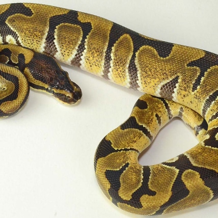 Enchi Het Desert Ghost Available Now Ball Python