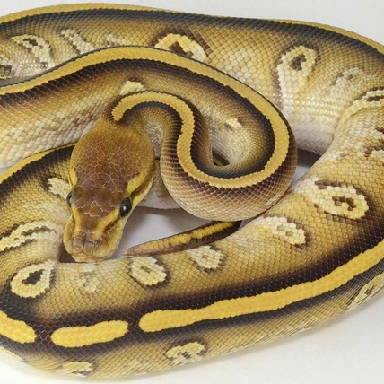 Super Cypress Mojave Possible Yellow Belly Available Now! Ball Python