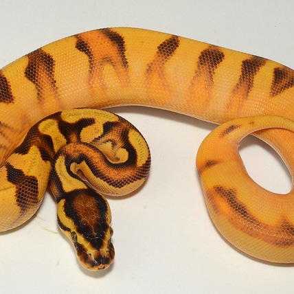 Super Orange Dream Enchi Calico Yellow Belly Available Now Ball Python
