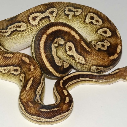 Pastel Mojave Yellow Belly Black Head Red Gene Ringer Gene Het Hypo Available Now Ball Python
