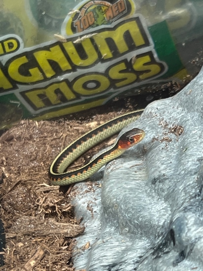 Oregon Red Spotted Garter Snakes (Thamnophis Concinnus) by US Reptile