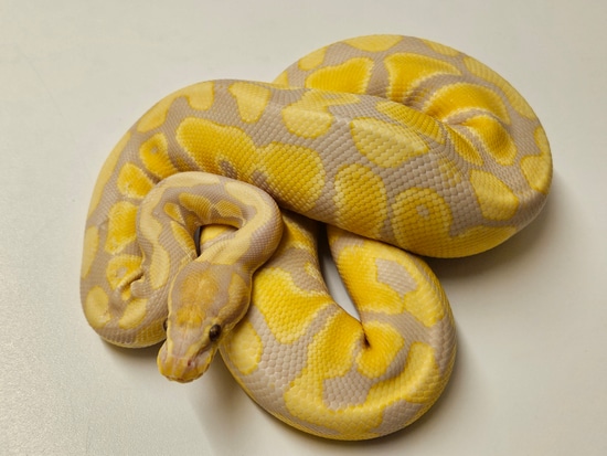 Rainbow Ball Python by Albinoreptiles