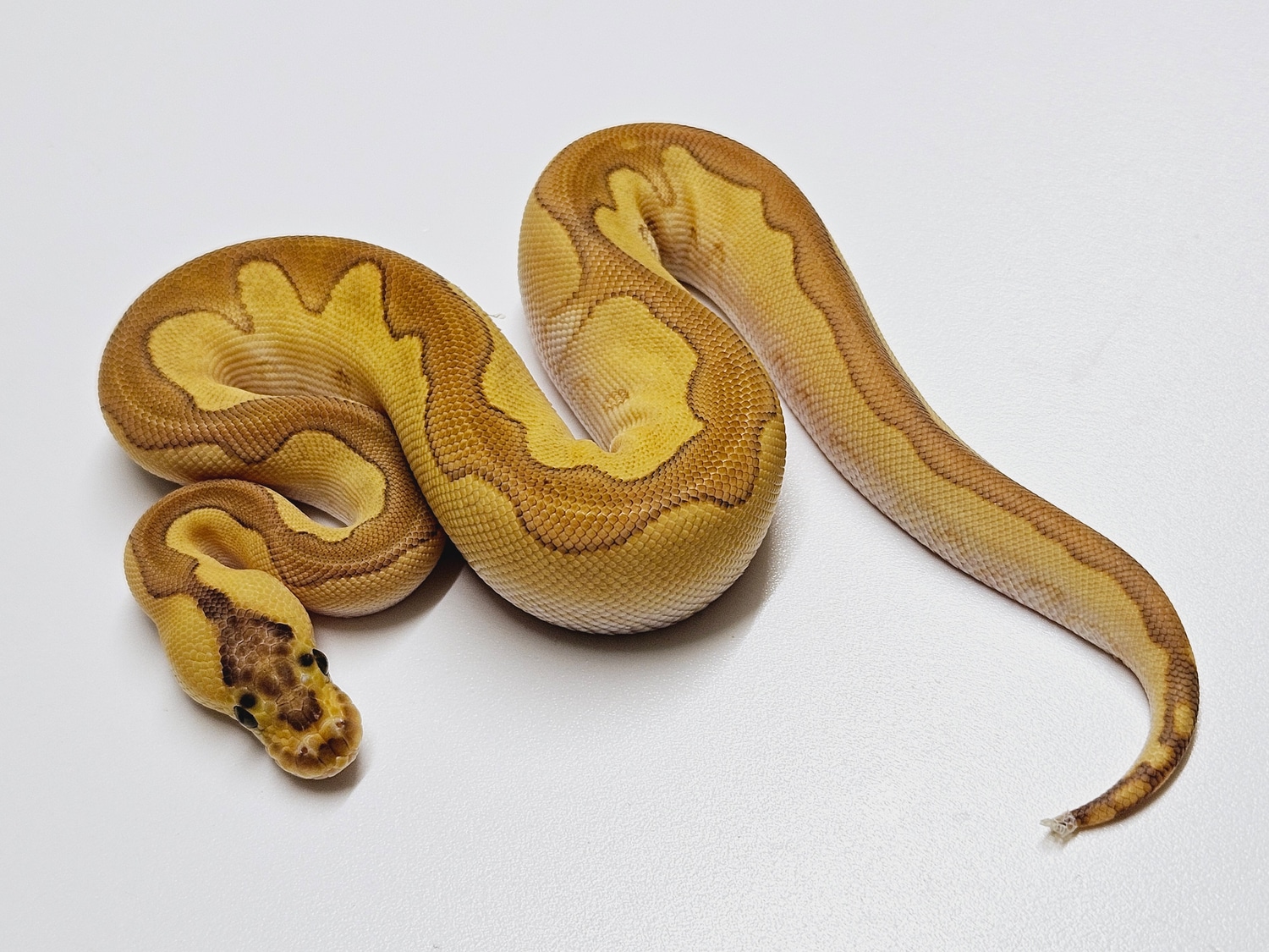Black Pastel Enchi Lesser Clown Ball Python by Albinoreptiles MorphMarket
