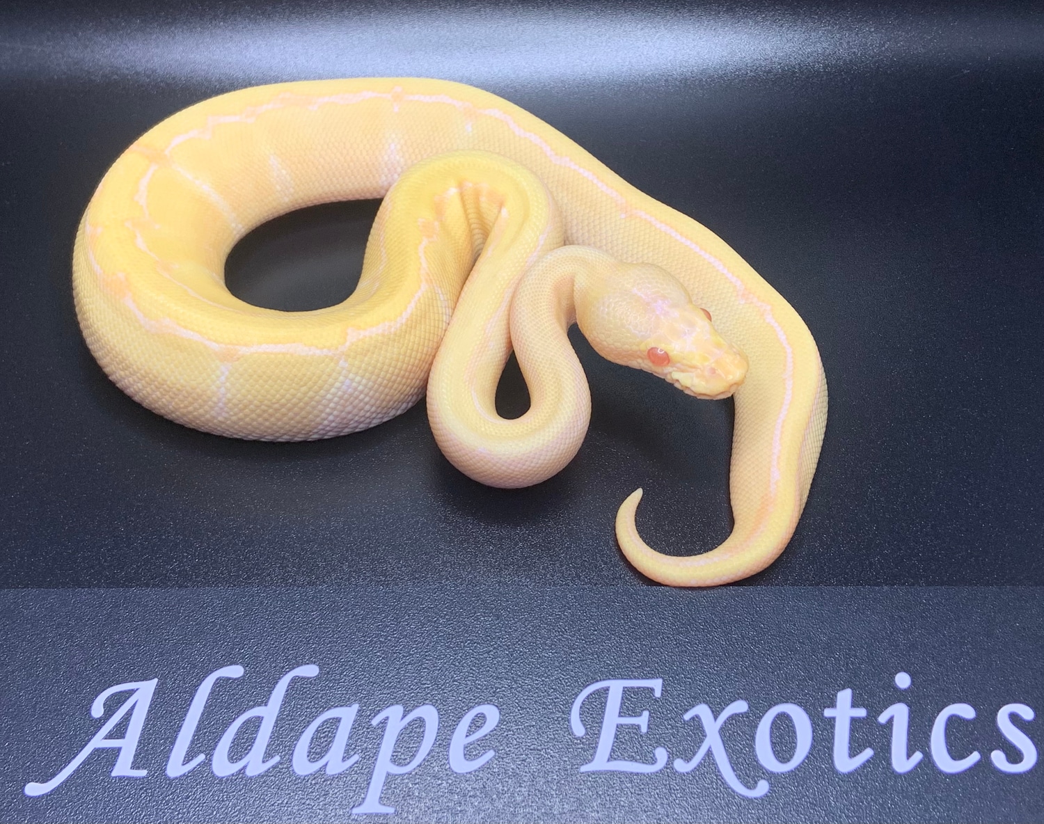 Albino Pinstripe – Axanthic Ball Python: Genetics, Bloodline, Breeding ...