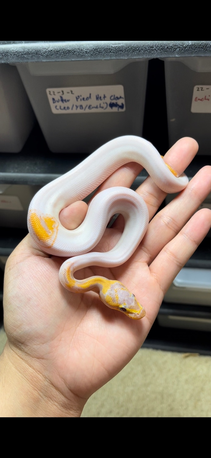 Leopard Banana Pied Het Clown Ball Python by Powji Serpents MorphMarket