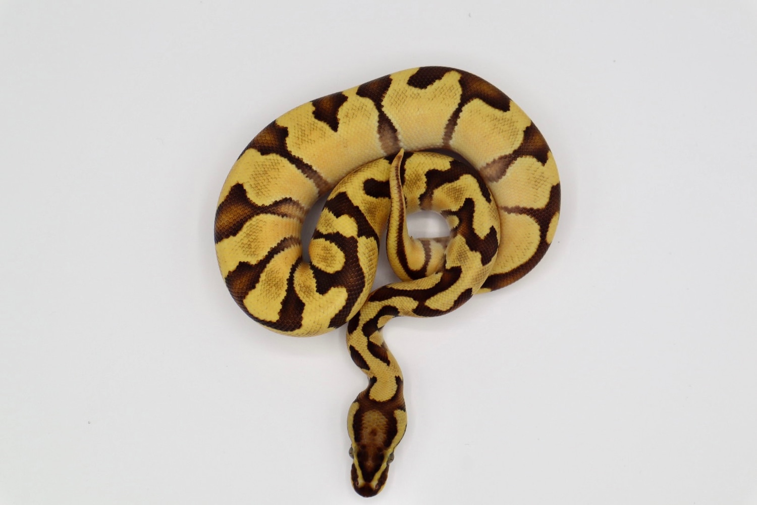 Enchi Fire Orange Dream Ball Python by Af Reptile - MorphMarket