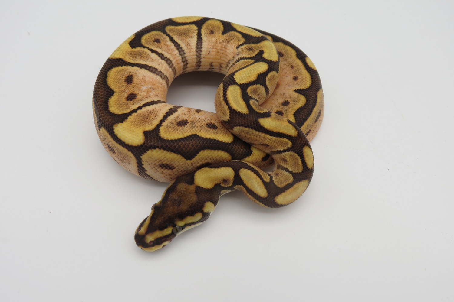 Mojave Sugar Spider Ball Python by Dark Science Reptiles MorphMarket