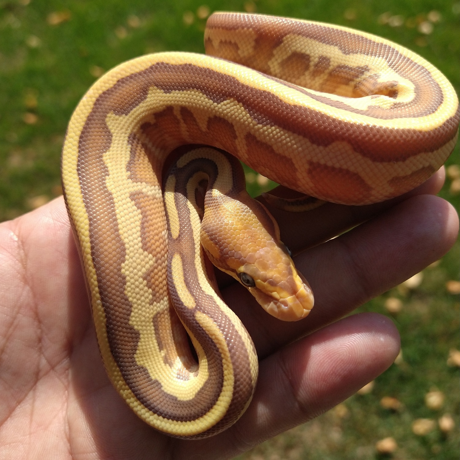 Banana Leopard Butter 100 Het Pied Ball Python by Dark Science