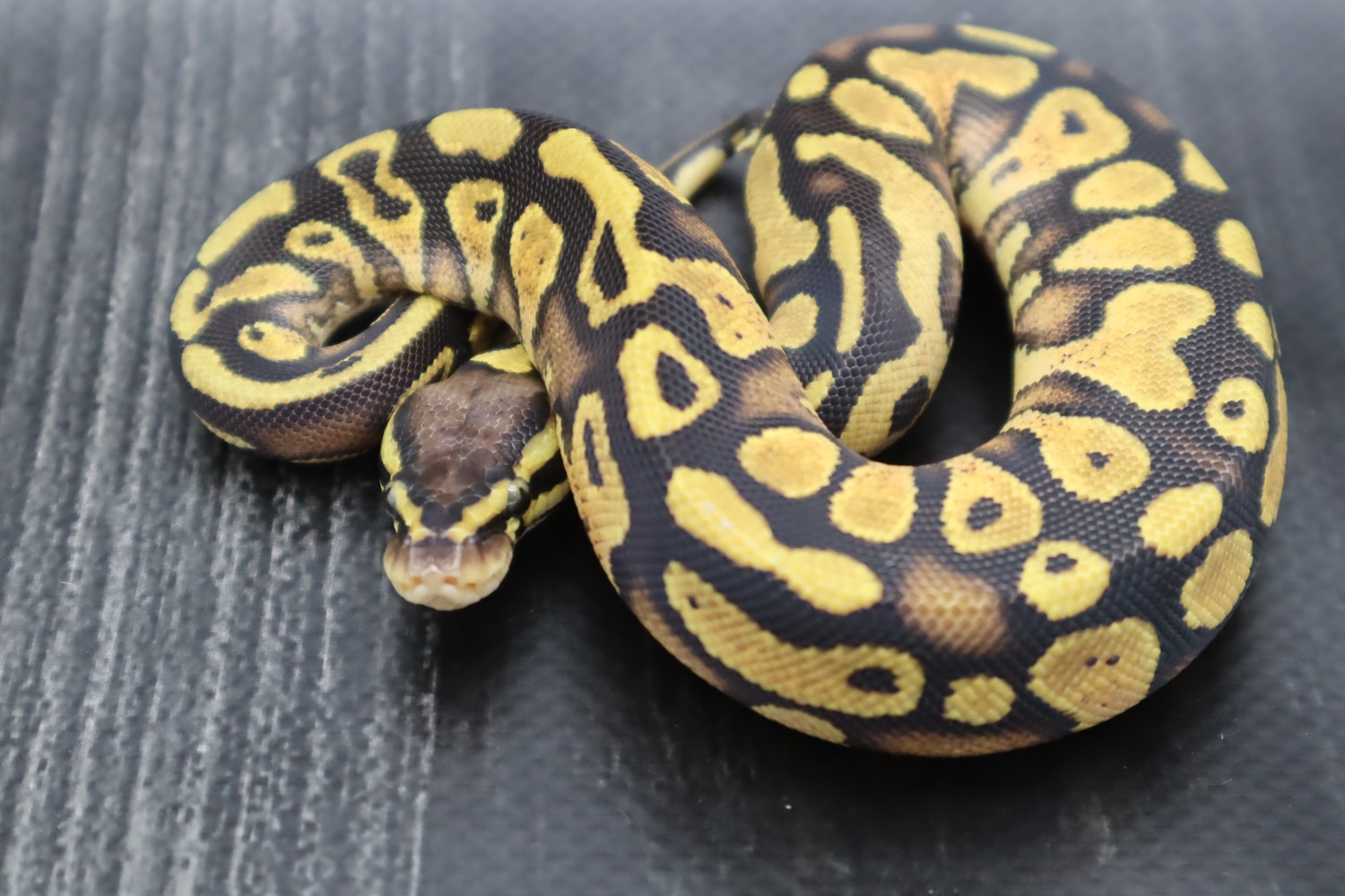 Pastel Gravel/yellow Belly 50% Het Pied Ball Python by Dark Science ...