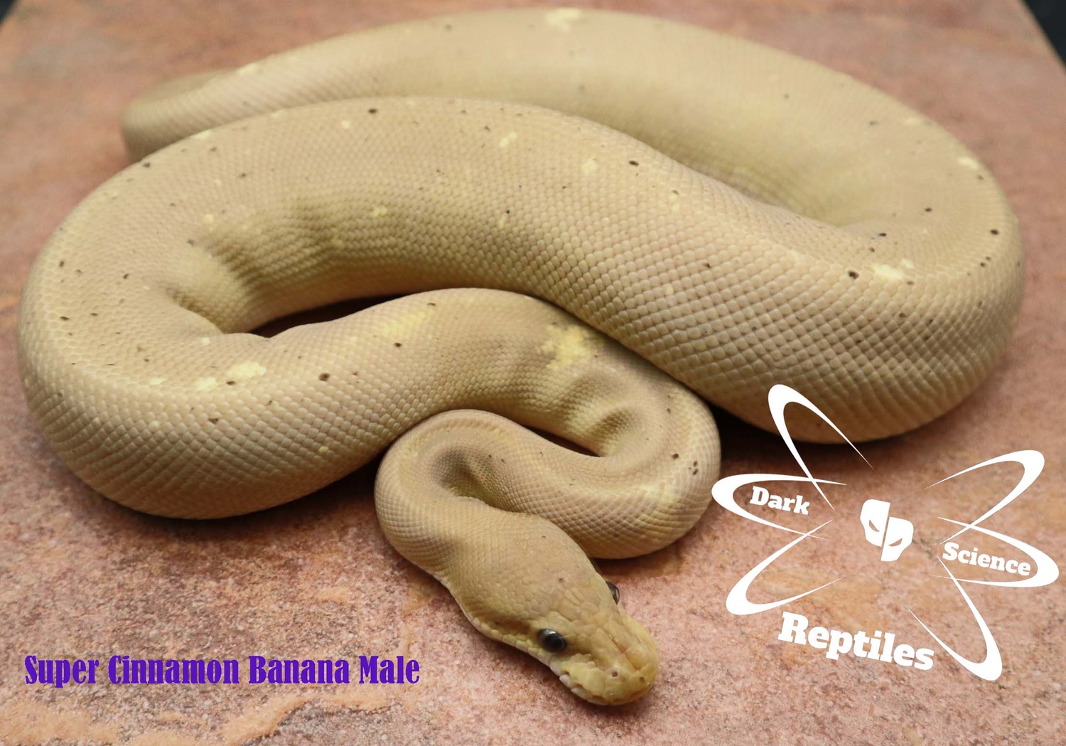 Super Cinnamon Banana Ball Python by Dark Science Reptiles MorphMarket
