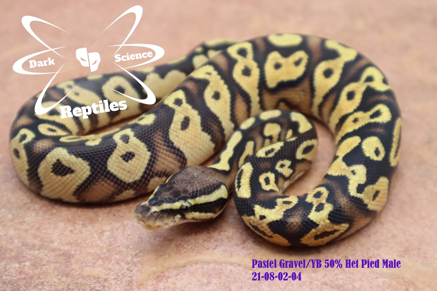 Pastel Gravel/yellow Belly 50% Het Pied Ball Python by Dark Science ...