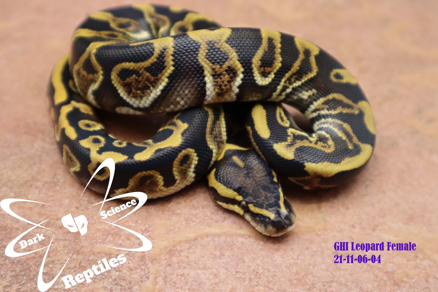 GHI Leopard Ball Python by Dark Science Reptiles - MorphMarket