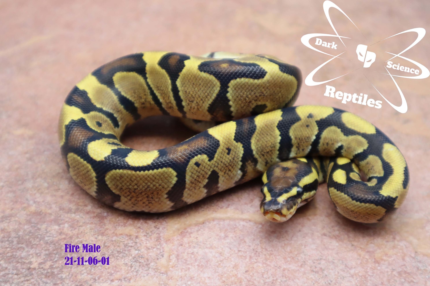 Fire Ball Python by Dark Science Reptiles - MorphMarket