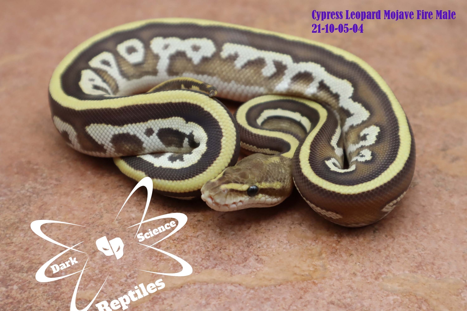 Cypress Leopard Mojave Fire Ball Python by Dark Science Reptiles