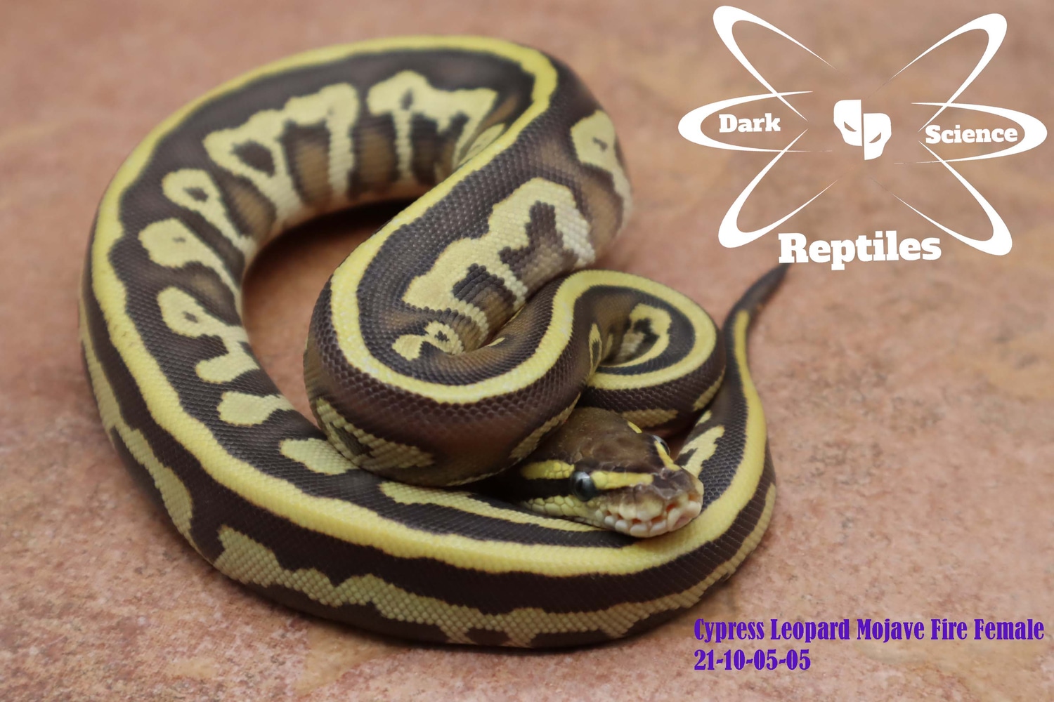 Cypress Leopard Mojave Fire Ball Python by Dark Science Reptiles