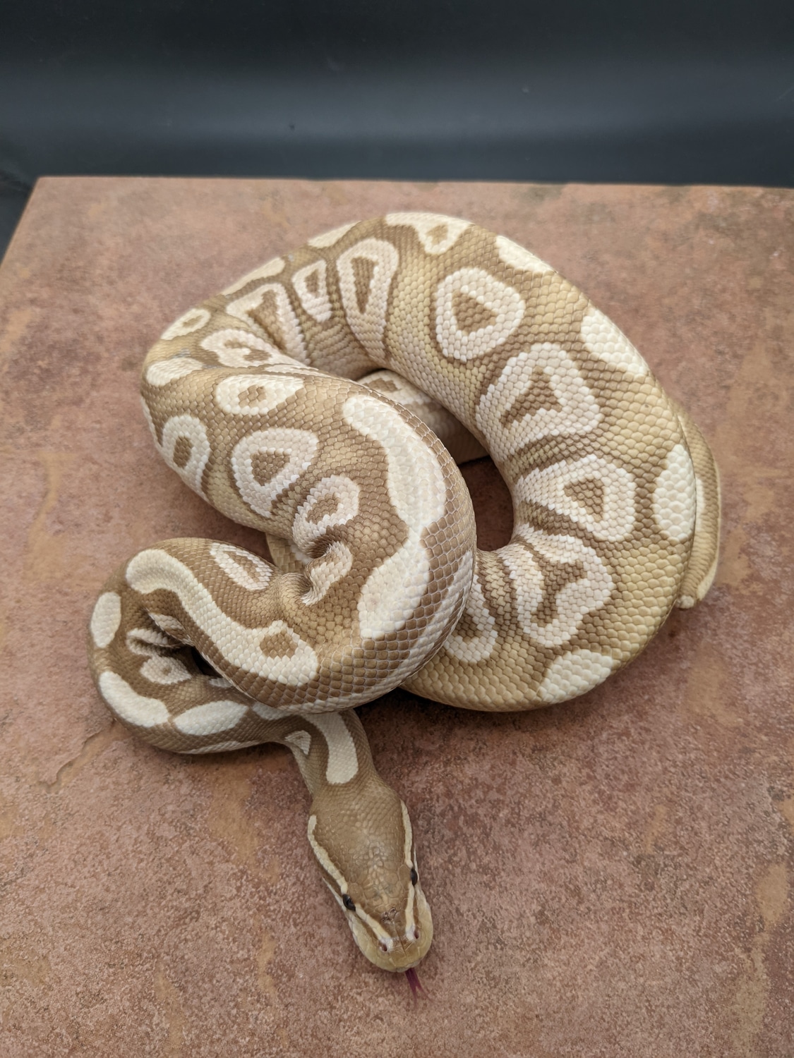 Banana Mojave Ball Python by Dark Science Reptiles MorphMarket
