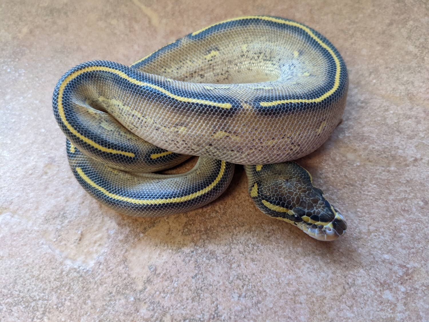 Highway 50 Het Pied Ball Python by Dark Science Reptiles MorphMarket