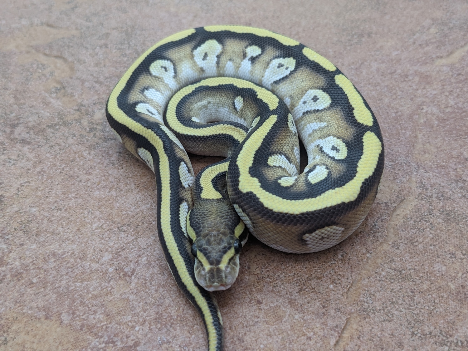 Cypress Mojave Fire Male Ball Python by Dark Science Reptiles MorphMarket