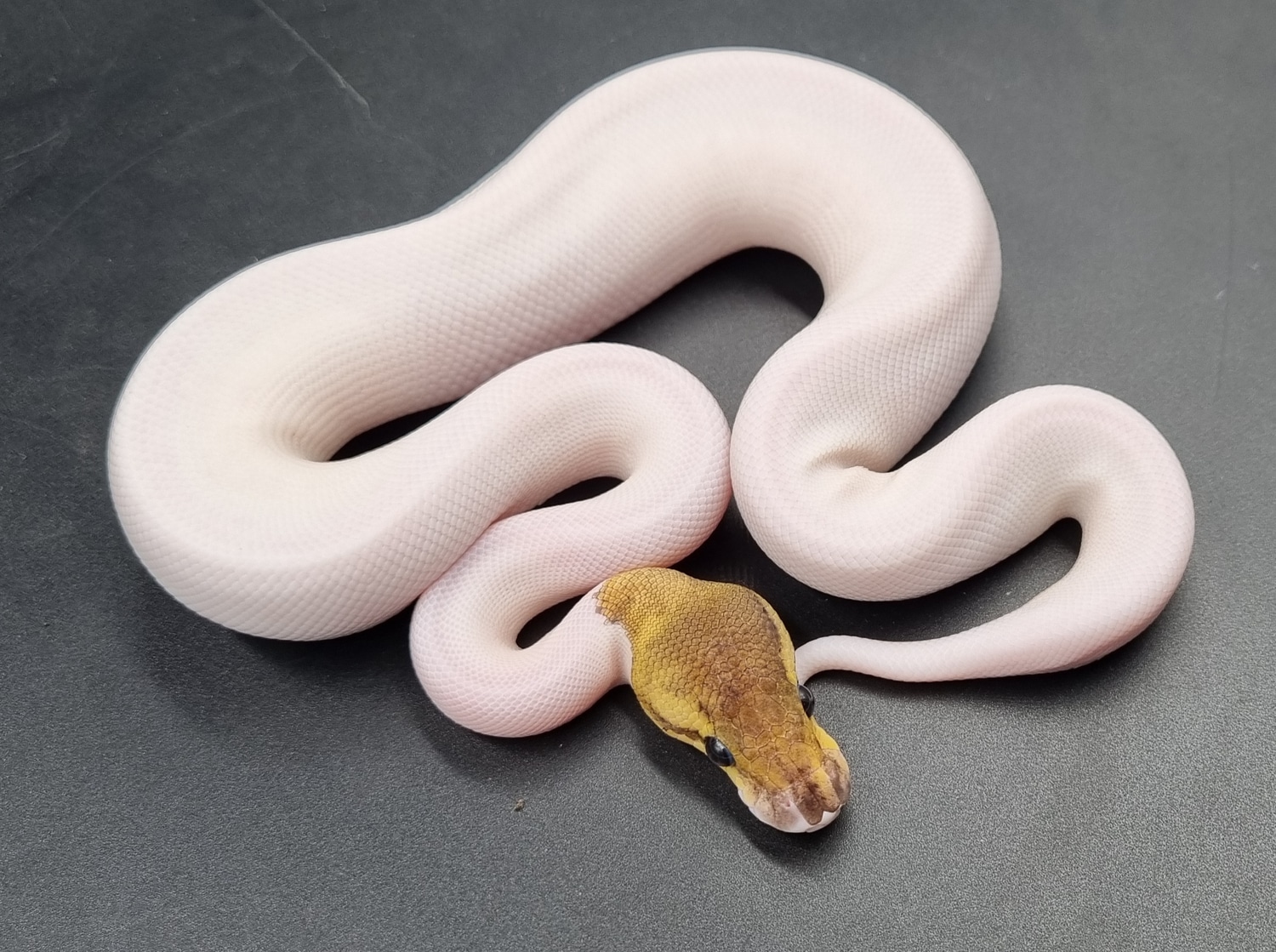 Fire Cinnamon Piebald Ball Python by Aldridge Reptiles - MorphMarket