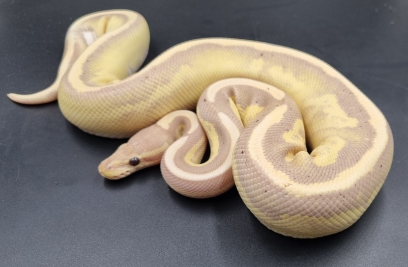 Banana Fire Cinnamon Het Piebald Ball Python by Aldridge Reptiles ...