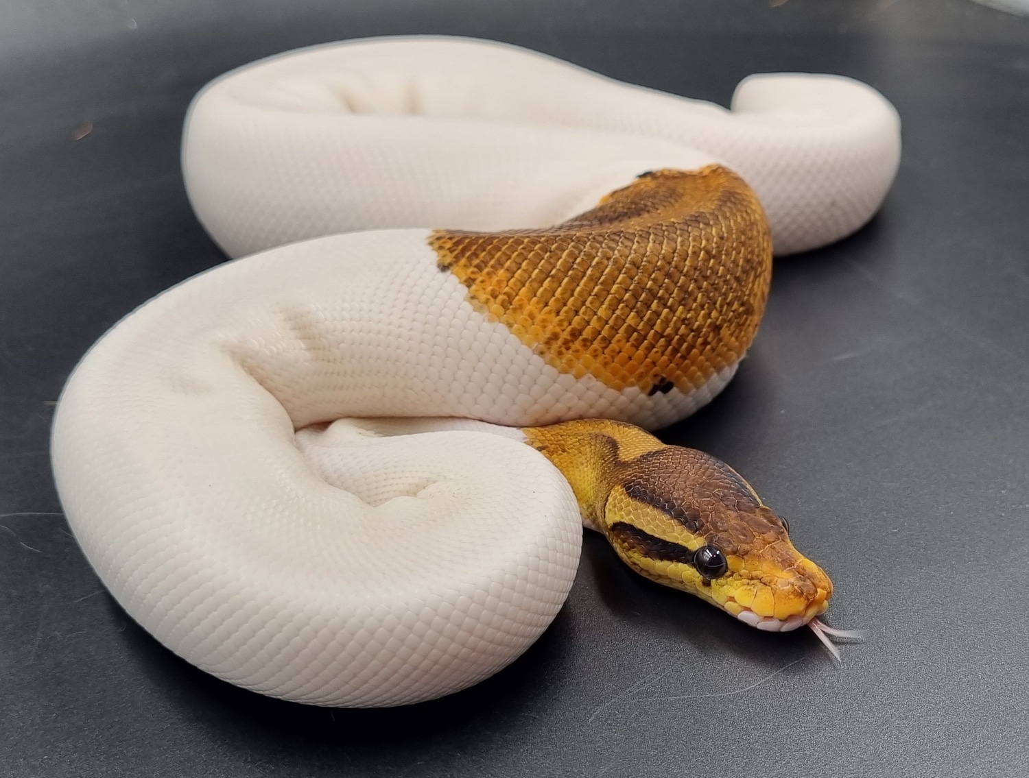 Enchi Cinnamon Piebald Female 700g Ball Python by Aldridge Reptiles ...