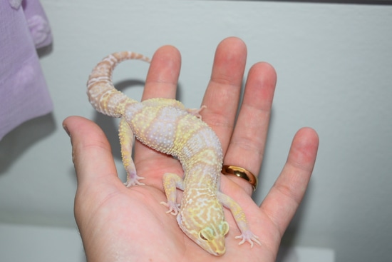 Make Snow Tremper Albino Leopard Gecko by Infinity geckos