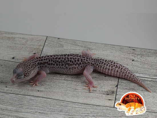 Total Eclipse Het Tremper Het Blizzard Leopard Gecko by Infinity geckos