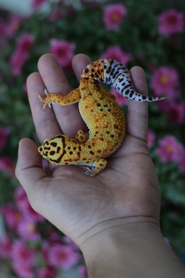 Blood Emerine Leopard Gecko by Infinity geckos