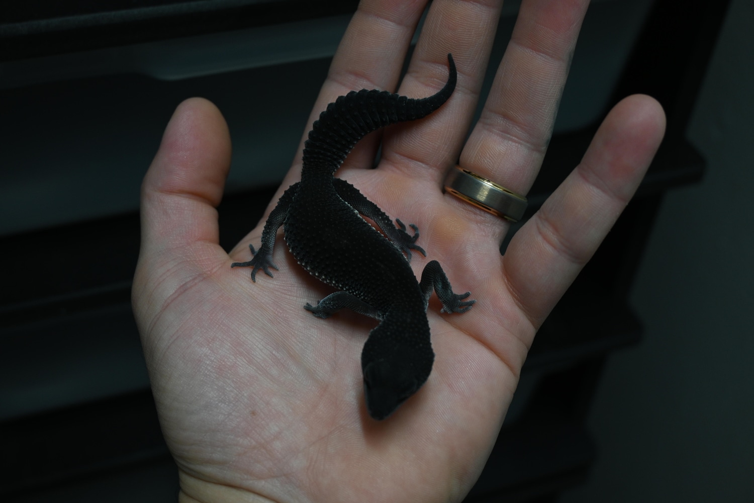 Infinity geckos's Collection - MorphMarket