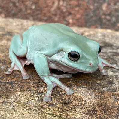 【中古】 A Tree Frog Tonality JohnLindberg 中古】 A Tree Frog Tonality JohnLindberg John Lindberg