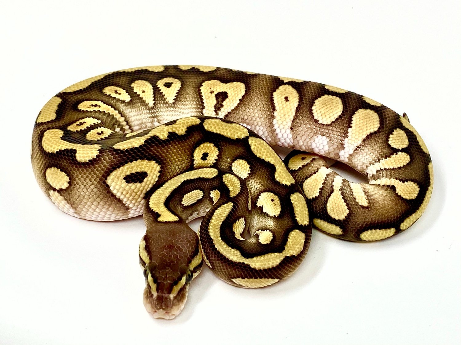Red Stripe Mojave Gold Blush Ball Python by Alessi Reptiles MorphMarket