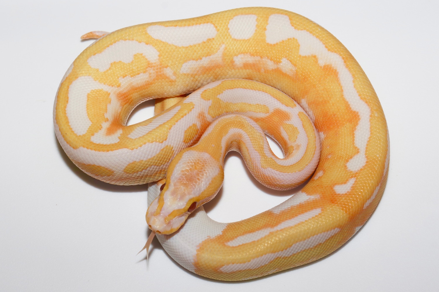 Dreamsicle Ball Python by Golden State Exotics - MorphMarket