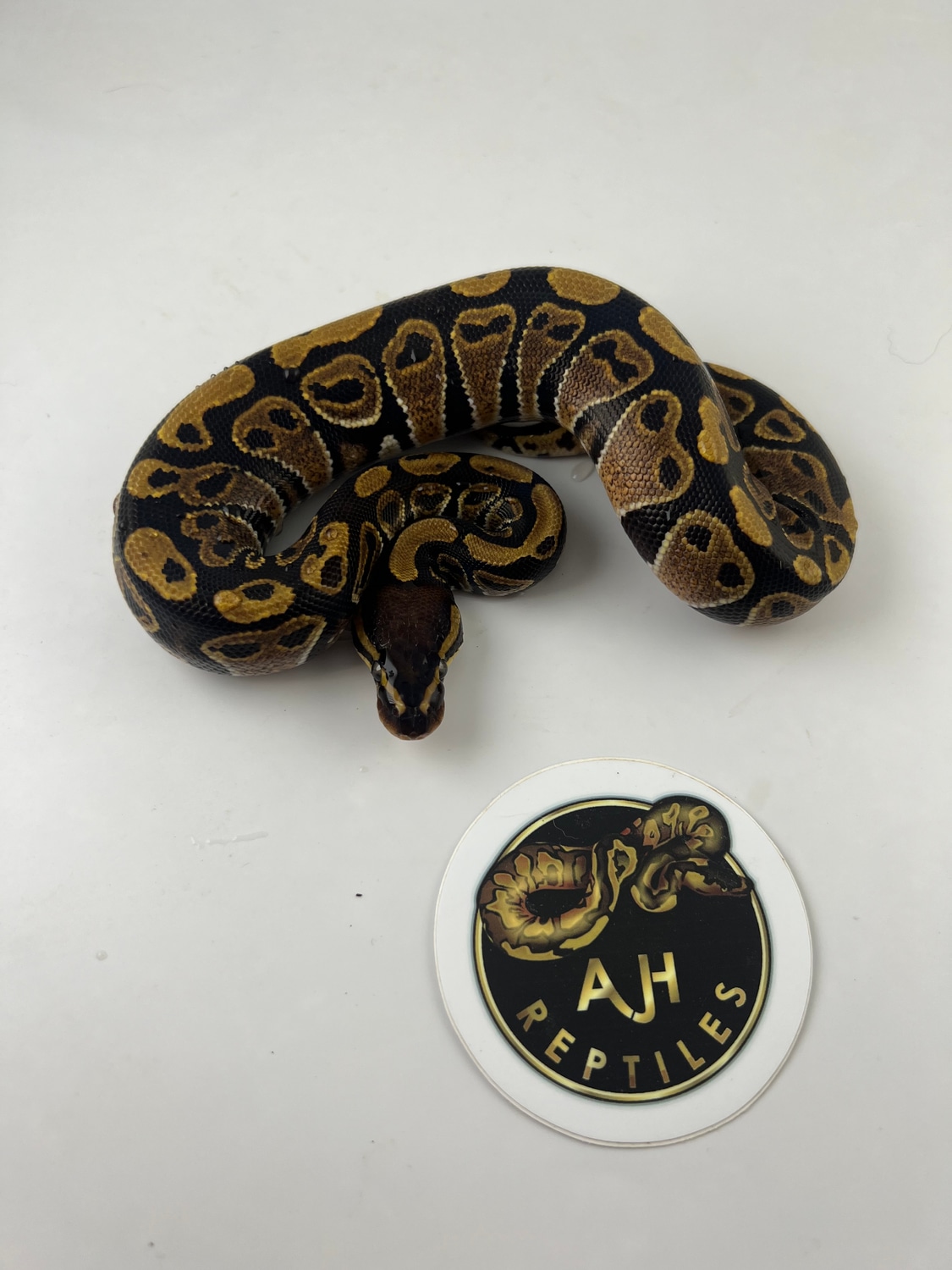Het Lavender Albino Het Sunset 50% Het Piebald Ball Python by AJH ...