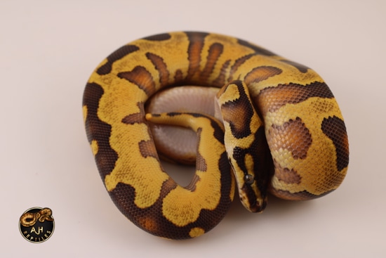 Hiodyb Enchi Het Clown 50% Het Piebald Ball Python by AJH Reptiles LLC