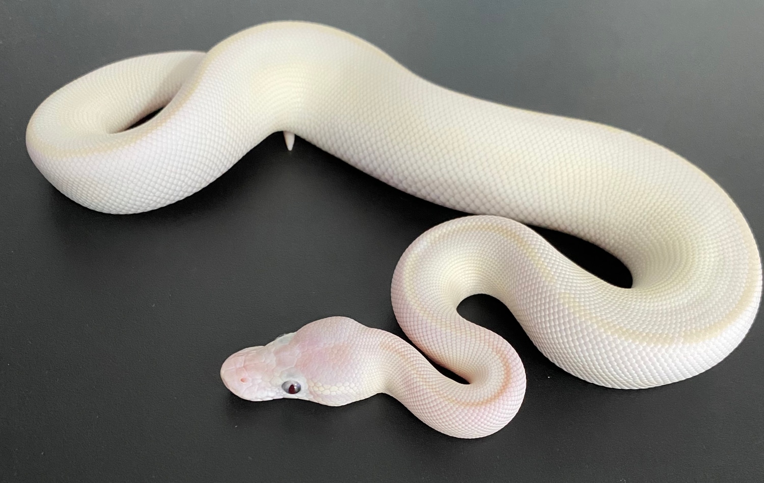 Bel #1 Ball Python by Warren’s exotics - MorphMarket