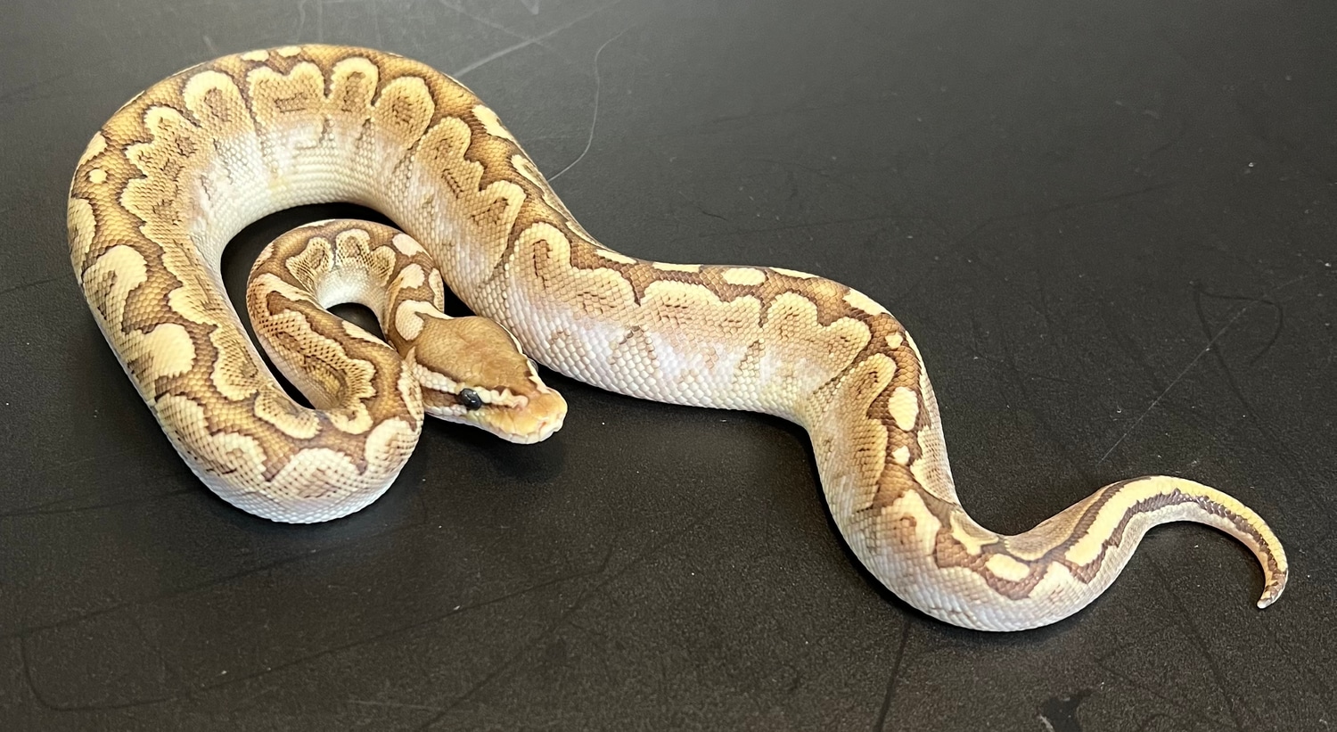 Bamboo Ball Python by Amazing arboreals - MorphMarket