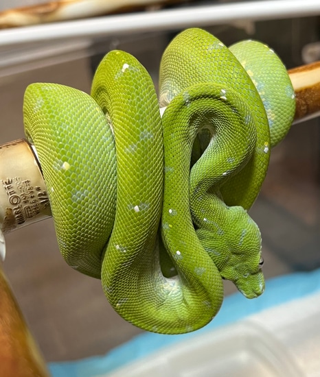 Pure Aru Green Tree Python by Amazing arboreals
