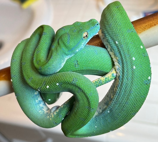 Designer Green Tree Python by Amazing arboreals