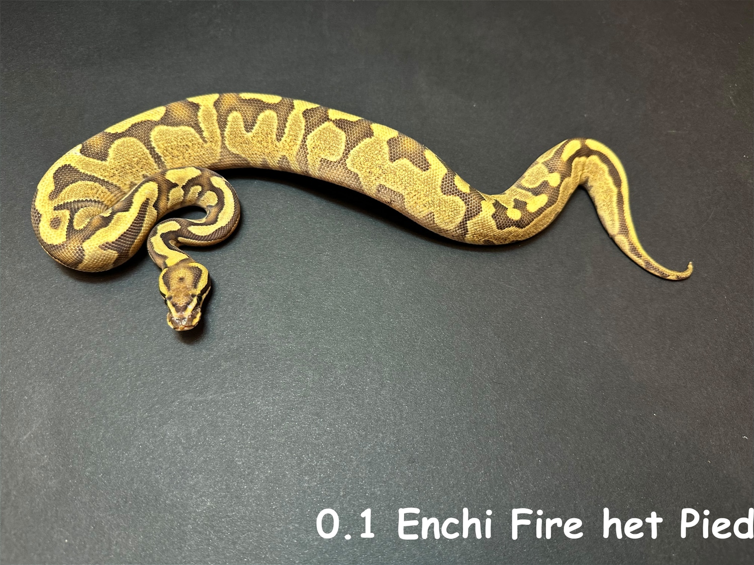 Enchi Fire Het Pied Ball Python by Alex Ball Python - MorphMarket
