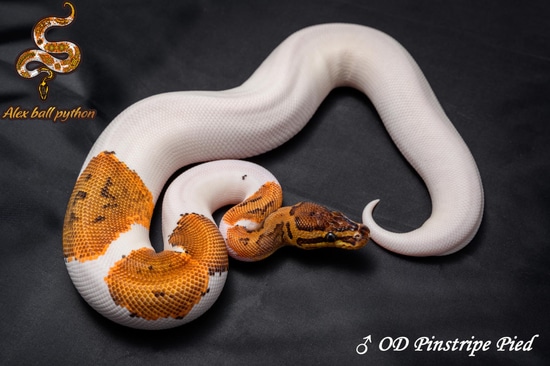 OD Pin Pied Ball Python by Alex Ball Python