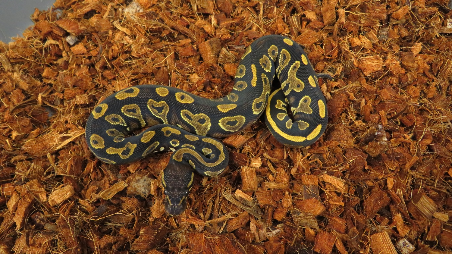 Black Head YB (Free Shipping) Ball Python by Sigma Serpents - MorphMarket