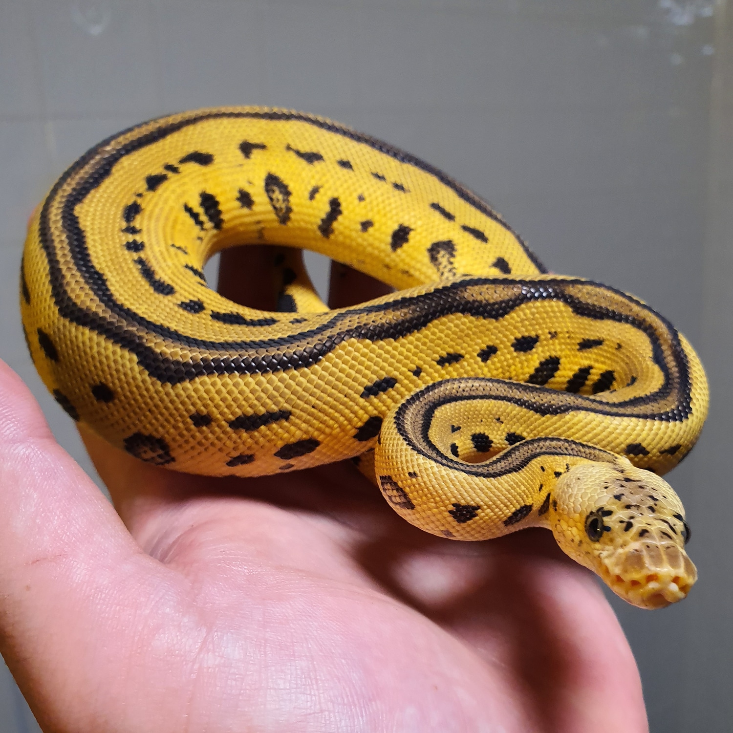 Leopard Pastel Clown Ball Python by Royal Pogona's - MorphMarket