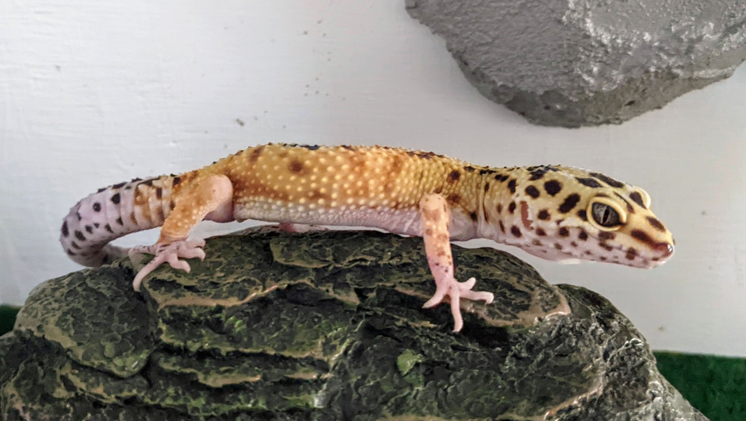 Pet Only Juvenile Leopard Gecko by The Jade Gecko MorphMarket