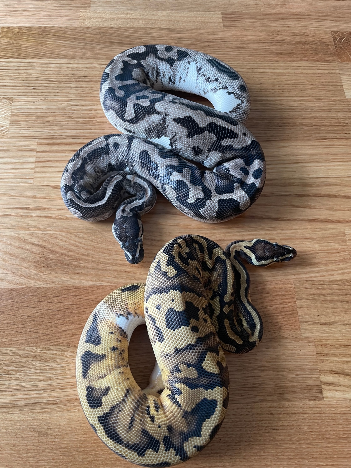 Pair MJ Axanthic Lightning Pied Ball Python by Medusa Reptiles ...
