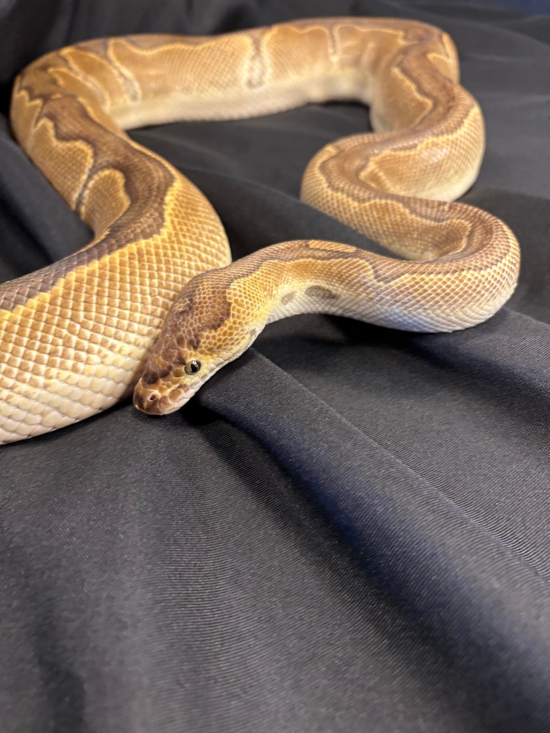 PB Enchi Blade Clown Profile Picture