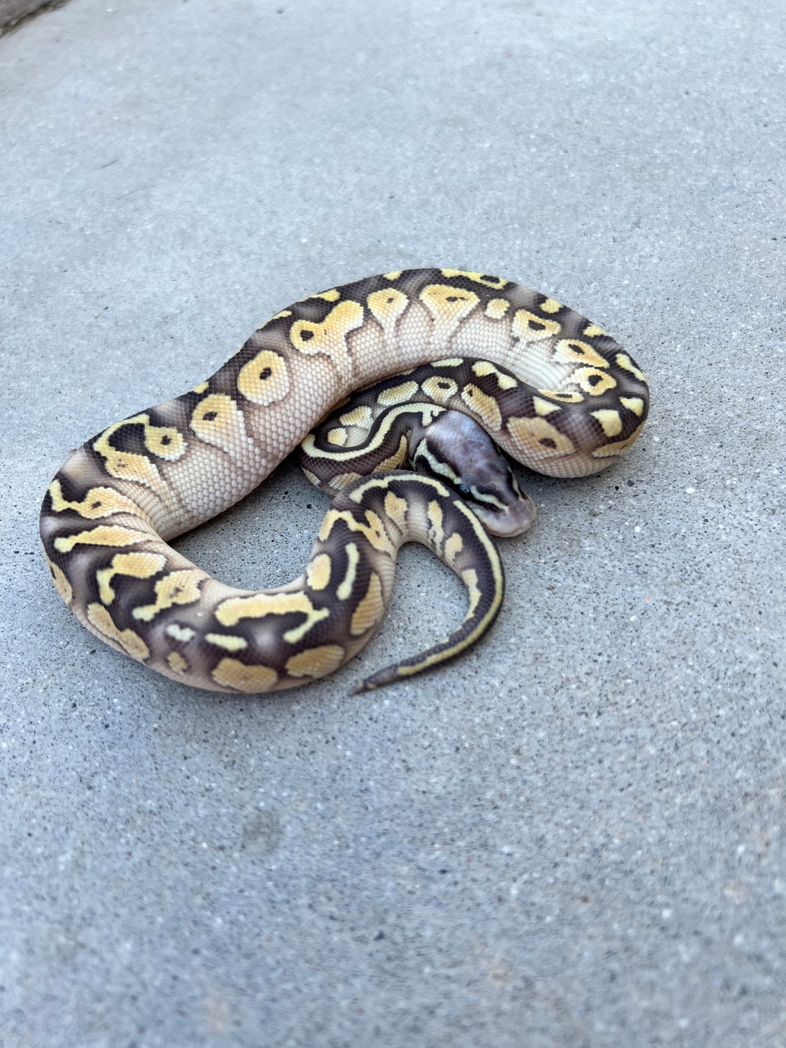Super Pastel Lesser Ball Python by A.J.s Creatures - MorphMarket