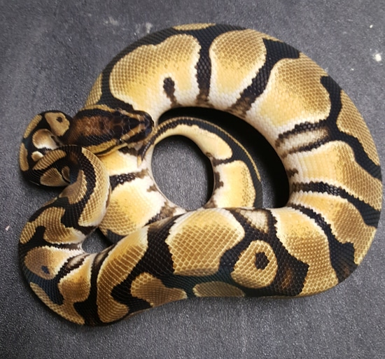 Obsidean Ball Python Super OD Ball Python by A-List Animals