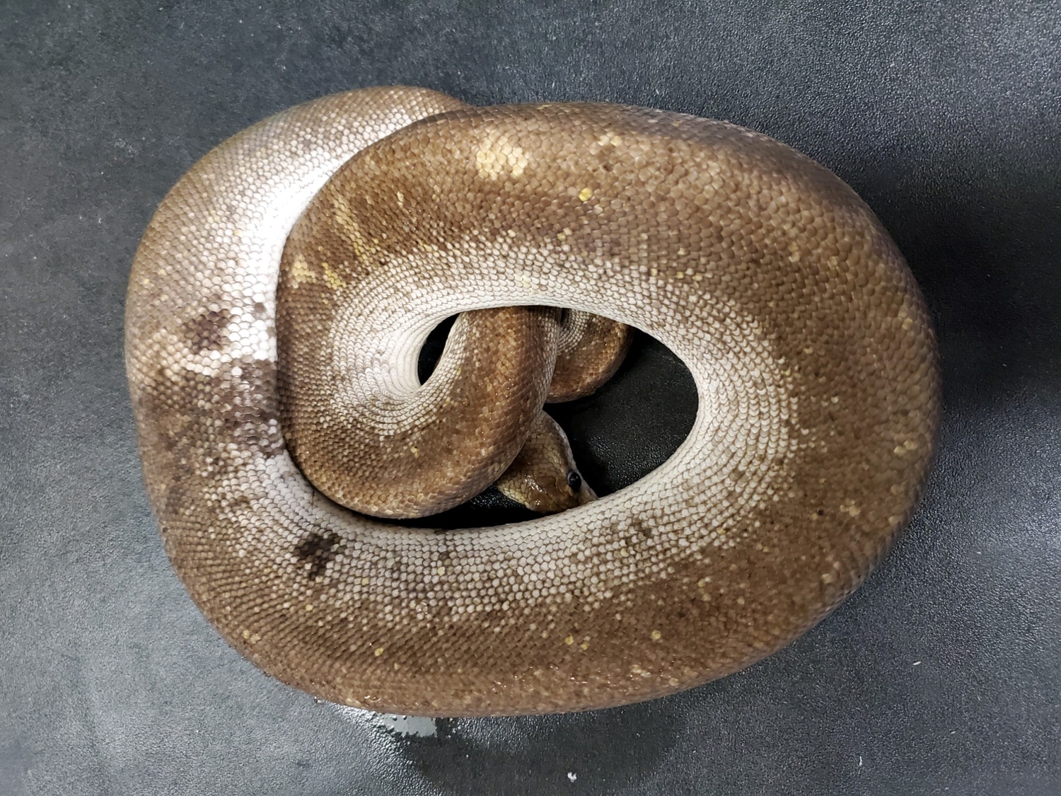 Silver Bullet Ball Python by A-List Animals - MorphMarket