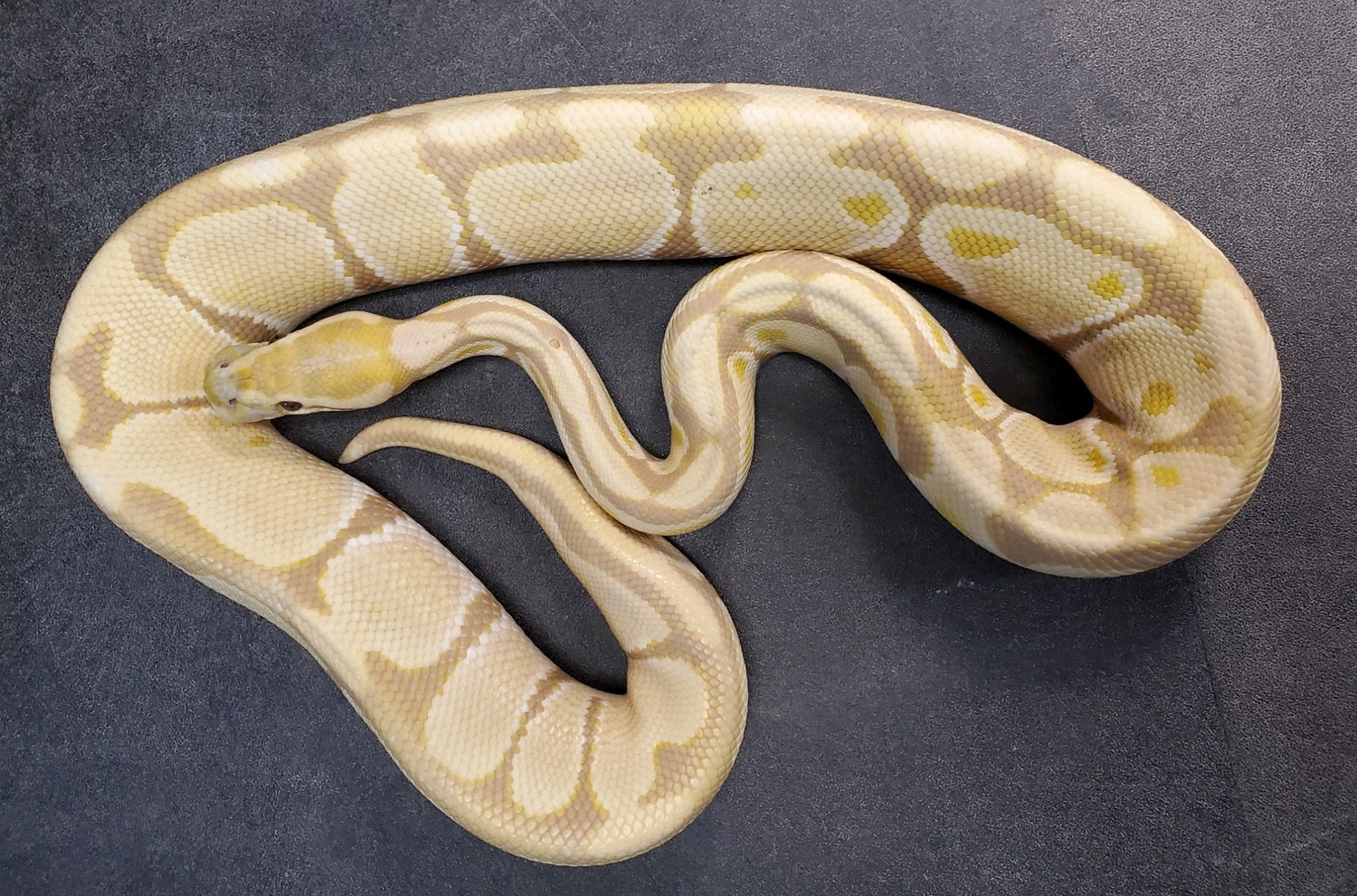 Candy Ball Python by AList Animals MorphMarket